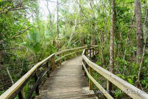 Boardwalk-Fakahatchee-Strand-Preserve-Florida-2-300x200 Boardwalk
