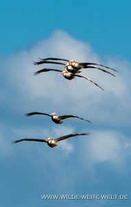 Brown-Pelicans-Ten-Thousand-Islands-Everglades-City-Florida-2-191x300 Brown Pelicans