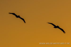 Brown-Pelicans-Ten-Thousand-Islands-Everglades-City-Florida-5-300x200 Brown Pelicans
