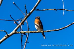 Eastern-Bluebird-Pinckney-Island-National-Wildlife-Refuge-South-Carolina-300x200 Eastern Bluebird