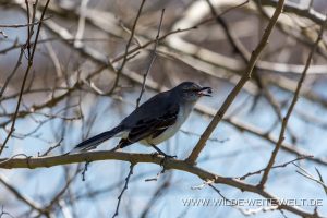 Eastern-Mockingbird-Savannah-National-Wildlife-Refuge-South-Carolina-2-300x200 Eastern Mockingbird