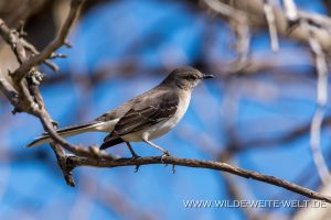 Eastern-Mockingbird-Savannah-National-Wildlife-Refuge-South-Carolina-3-300x200 Eastern Mockingbird