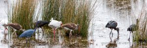 Egrets-and-Herons-Black-Point-Wildlife-Drive-Merrit-Island-National-Wildlife-Refuge-Florida-3-300x99 Egrets and Herons