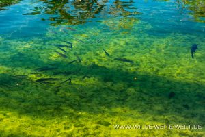 Fische-Blue-Springs-State-Park-Ocala-National-Forest-Florida-300x200 Fische