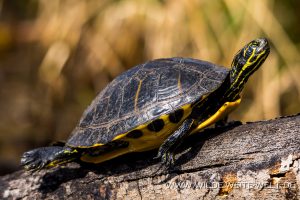 Gelbwangenschildkröte-Okefenokee-National-Wildlife-Refuge-Georgia-3-1-300x200 Gelbwangenschildkröte