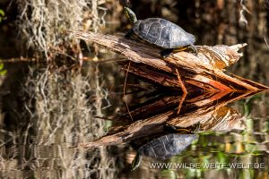 Gelbwangenschildkröte-Okefenokee-National-Wildlife-Refuge-Georgia-7-300x200 Gelbwangenschildkröte