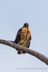 Golden-Eagle-Okefenokee-National-Wildlife-Refuge-Georgia-2-202x300 Golden Eagle