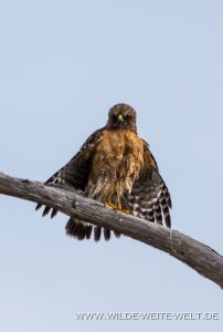 Golden-Eagle-Okefenokee-National-Wildlife-Refuge-Georgia-3-202x300 Golden Eagle