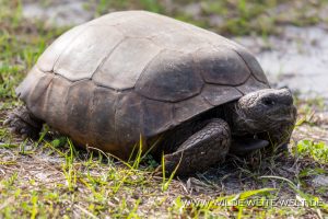 Gopher-Tortoise-Canaveral-National-Seashore-Florida-3-300x200 Gopher Tortoise