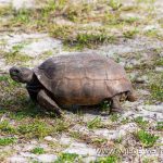 Sea-Turtle-Release-Canaveral-National-Seashore-Florida-9 Canaveral National Seashore und Merritt Island National Wildlife Refuge [Florida]
