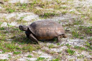 Gopher-Tortoise-Canaveral-National-Seashore-Florida-4-1-300x200 Gopher Tortoise