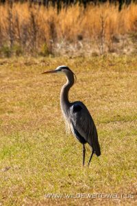 Great-Blue-Heron-Pinckney-Island-National-Wildlife-Refuge-South-Carolina-2-200x300 Great Blue Heron