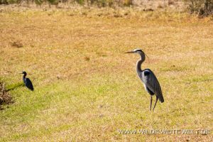 Great-Blue-Heron-Pinckney-Island-National-Wildlife-Refuge-South-Carolina-300x200 Great Blue Heron
