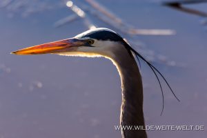 Great-Blue-Heron-Savannah-National-Wildlife-Refuge-South-Carolina-3-300x200 Great Blue Heron