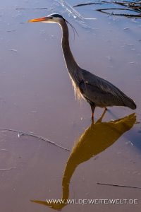 Great-Blue-Heron-Savannah-National-Wildlife-Refuge-South-Carolina-4-200x300 Great Blue Heron
