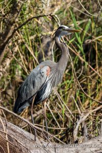 Great-Blue-Heron-St.-Johns-River-Blue-Springs-Ocala-National-Forest-Florida-2-200x300 Great Blue Heron