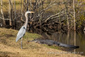 Great-Blue-Heron-and-Alligator-Pinckney-Island-National-Wildlife-Refuge-South-Carolina-300x200 Great Blue Heron and Alligator