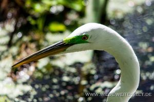 Great-Egret-Corkscrew-Swamp-Sanctuary-Florida-300x200 Great Egret