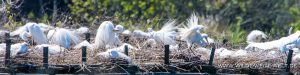 Great-Egret-Jungle-Gardens-Avery-Island-Louisiana-49-300x75 Great Egret