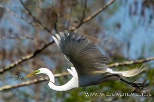 Great-Egret-Lake-Martin-Louisiana-3-300x200 Great Egret