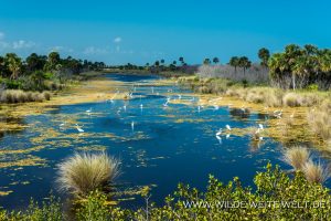 Great-Egrets-Canaveral-National-Seashore-Florida-3-1-300x200 Great Egrets
