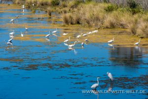 Great-Egrets-Canaveral-National-Seashore-Florida-4-300x200 Great Egrets