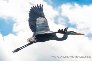 Great-blue-Heron-Blue-Creek-Run-Ocala-National-Forest-Florida-4-300x200 Great blue Heron