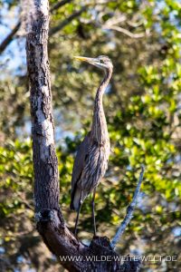 Great-blue-Heron-Juniper-Creek-Ocala-National-Forest-Florida-5-200x300 Great blue Heron