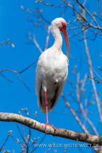 Ibis-St.-Johns-River-Blue-Springs-Ocala-National-Forest-Florida-16-201x300 Ibis