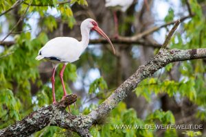 Ibis-St.-Johns-River-Blue-Springs-Ocala-National-Forest-Florida-21-300x200 Ibis