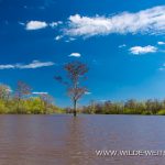 Swamp-Atchafalaya-National-Wildlife-Refuge-Louisiana-2 Lousiana's Swamps [Louisiana]