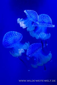 Jellyfish-Florida-Aquarium-Tampa-Florida-200x300 Jellyfish
