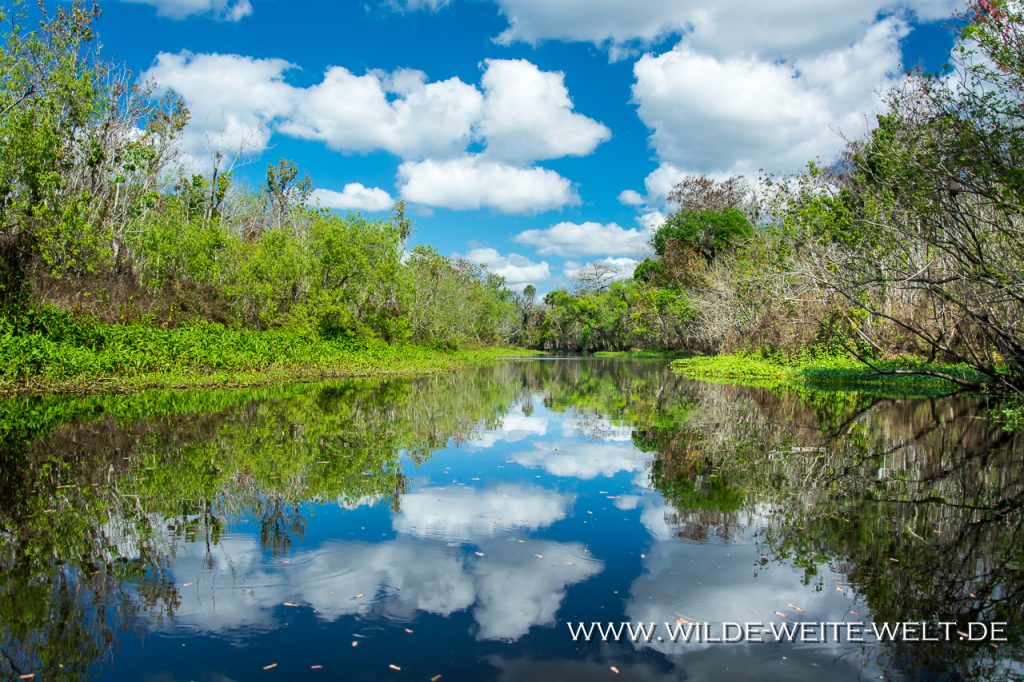 Turtles-Blue-Creek-Run-Ocala-National-Forest-Florida-3 Ocala National Forest und seine Wasserwege [Florida]