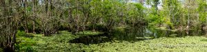 Lettuce-Lake-Corkscrew-Swamp-Sanctuary-Florida-2-300x76 Lettuce Lake