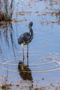 Little-Blue-Heron-Black-Point-Wildlife-Drive-Merrit-Island-National-Wildlife-Refuge-Florida-3-200x300 Little Blue Heron