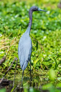 Little-Blue-Heron-St.-Johns-River-Blue-Springs-Ocala-National-Forest-Florida-3-200x300 Little Blue Heron