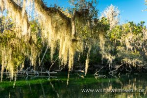 Louisiana-Moss-Blue-Springs-State-Park-Ocala-National-Forest-Florida-300x200 Louisiana Moss