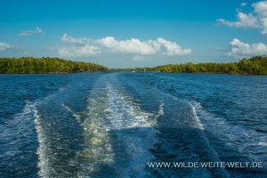 Mangroven-Ten-Thousand-Islands-Everglades-City-Florida-4-300x200 Mangroven