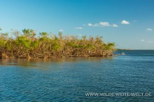 Mangroven-Ten-Thousand-Islands-Everglades-City-Florida-6-300x200 Mangroven