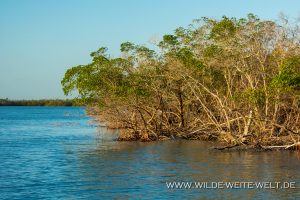 Mangroven-Ten-Thousand-Islands-Everglades-City-Florida-7-300x200 Mangroven