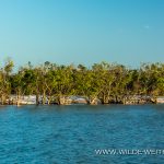 White-Ibis-Fakahatchee-Strand-Preserve-Florida-11 Everglades National Park, Big Cypress Reserve, Corkscrew Swamp, Fakahatchee Strand Preserve [Florida]