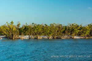 Mangroven-Ten-Thousand-Islands-Everglades-City-Florida-8-300x200 Mangroven
