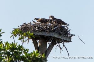Osprey-Nest-J.N.-Ding-Darling-National-Wildlife-Refuge-Sanibel-Island-Florida-300x200 Osprey Nest