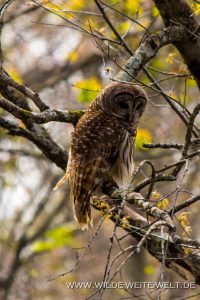 Owl-Atchafalaya-National-Wildlife-Refuge-Louisiana-3-200x300 Owl