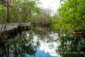 Pond-Corkscrew-Swamp-Sanctuary-Florida-300x200 Pond