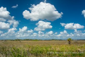 Prairie-Turner-Road-Big-Cypress-National-Preserve-Florida-3-300x200 Prairie