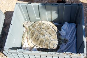 Sea-Turtle-Release-Canaveral-National-Seashore-Florida-4-300x200 Sea Turtle Release
