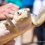 Sea-Turtle-Release-Canaveral-National-Seashore-Florida-9 Canaveral National Seashore und Merritt Island National Wildlife Refuge [Florida]