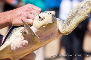 Sea-Turtle-Release-Canaveral-National-Seashore-Florida-7-300x200 Sea Turtle Release