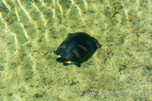 Sea-Turtle-Salt-Springs-Recreation-Area-Ocala-National-Forest-Florida-2-300x200 Sea Turtle